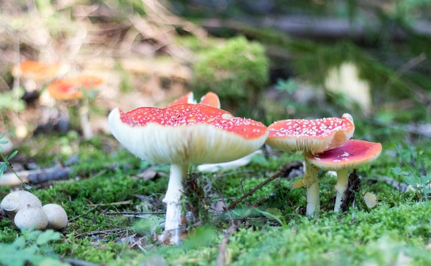 Близкий снимок гриба на поле