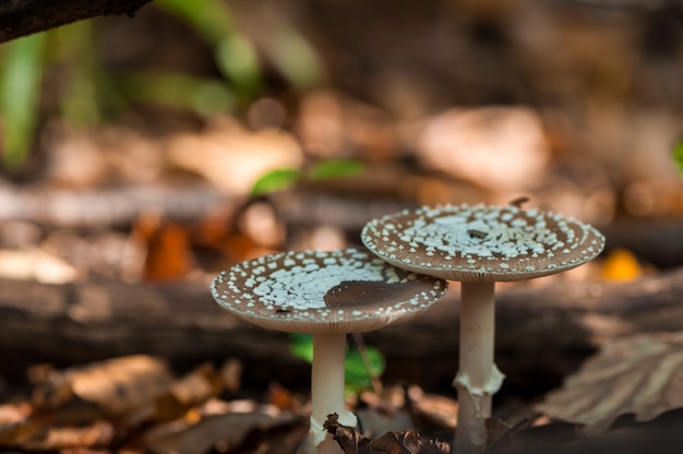 Close-up of a mushroom in a forest. 