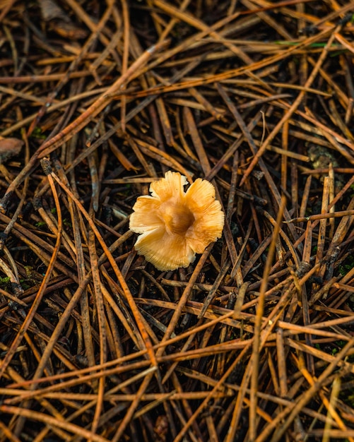 Photo close up of a mushroom in the forest