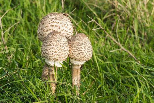 Photo close-up of mushroom on grass