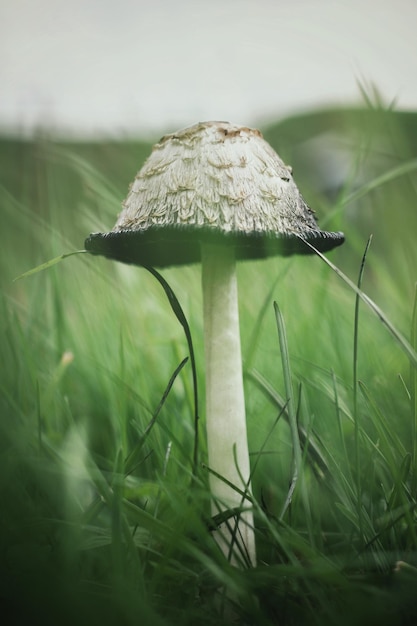 Close-up of mushroom on grass