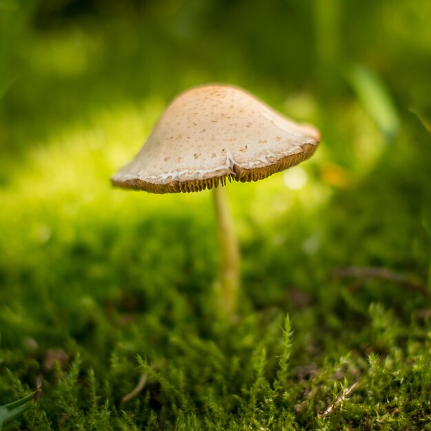 Close-up of mushroom on grass