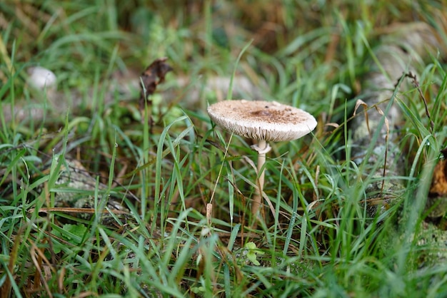 Foto prossimo piano di un fungo sull'erba