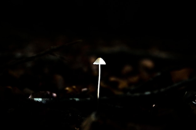 Photo close-up of mushroom growing in the dark