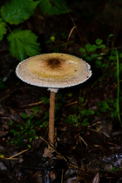 Foto close-up di un fungo che cresce sul campo