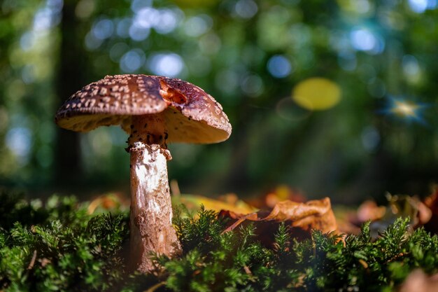 Close-up of mushroom growing on field