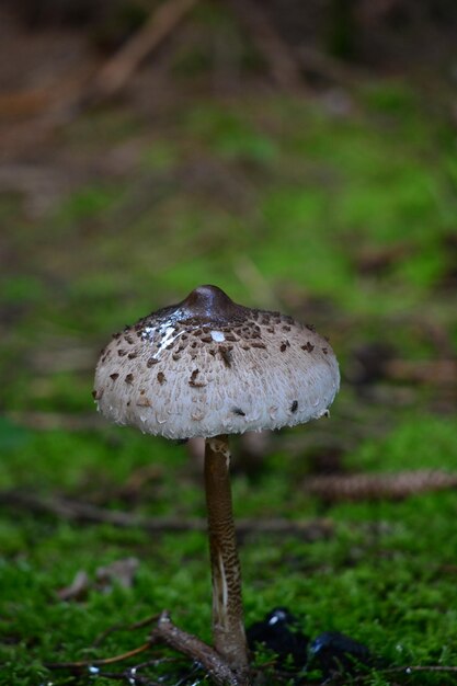 Foto close-up di un fungo che cresce sul campo