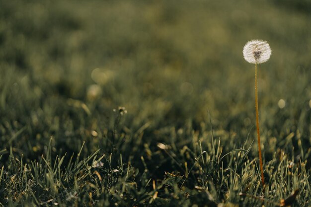 Foto close-up di un fungo che cresce sul campo