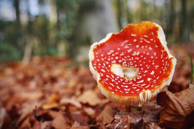 Photo close-up of mushroom growing on field