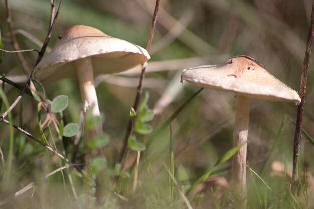 Close-up of mushroom growing on field