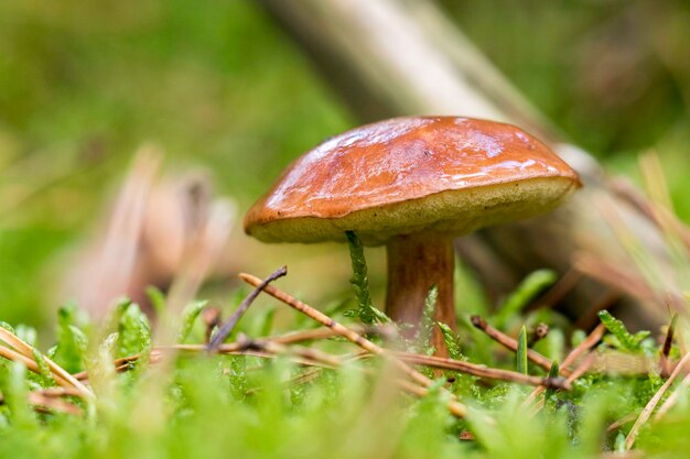 Close-up of mushroom growing on field