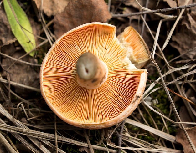 Photo close-up of mushroom growing on field