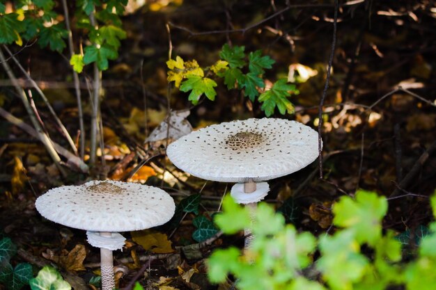 Close-up of mushroom growing on field