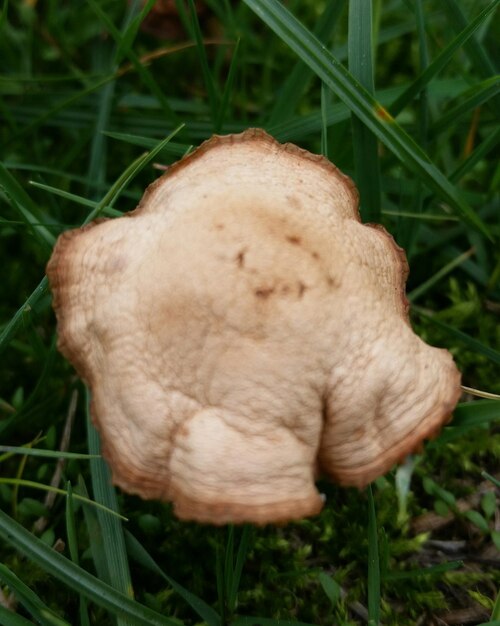 Photo close-up of mushroom growing on field