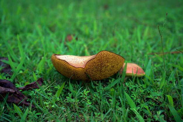 Close-up of mushroom growing on field