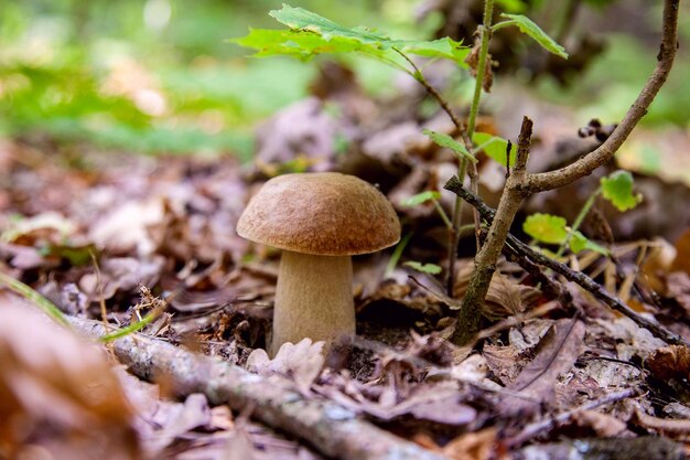 Close-up of mushroom growing on field