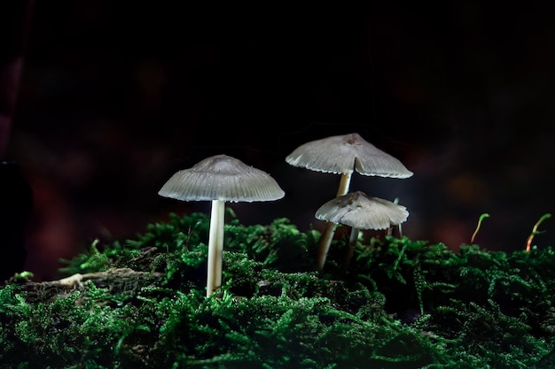 Close-up of mushroom growing on field