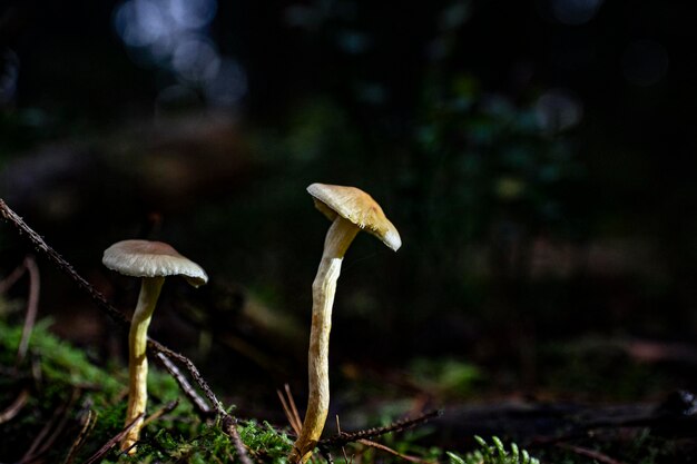 Close-up of mushroom growing on field