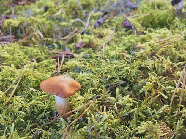 Close-up of mushroom growing on field