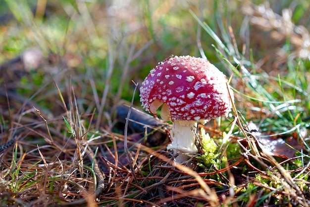 close-up of mushroom growing on field
