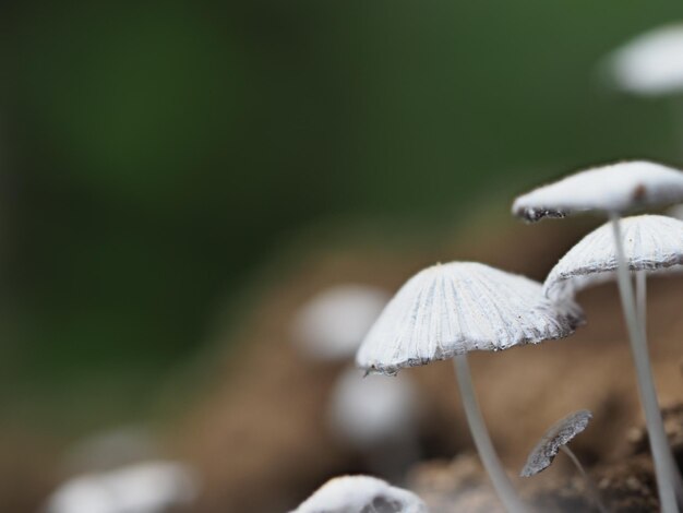 Close-up of mushroom growing on field