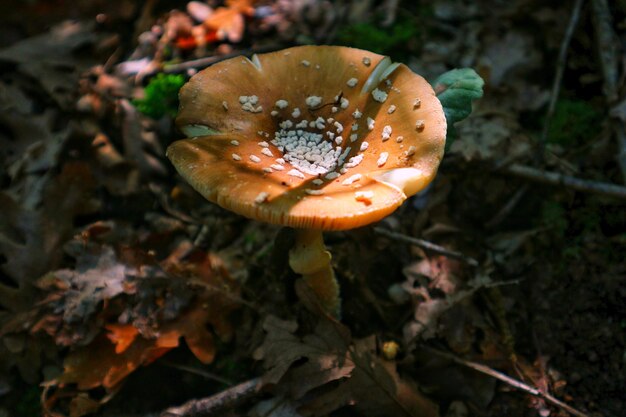 Photo close-up of mushroom growing on field