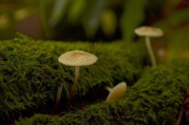 Close-up of mushroom growing on field