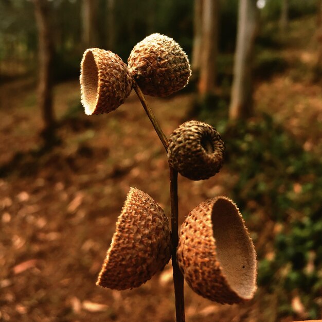 Photo close-up of mushroom growing on field