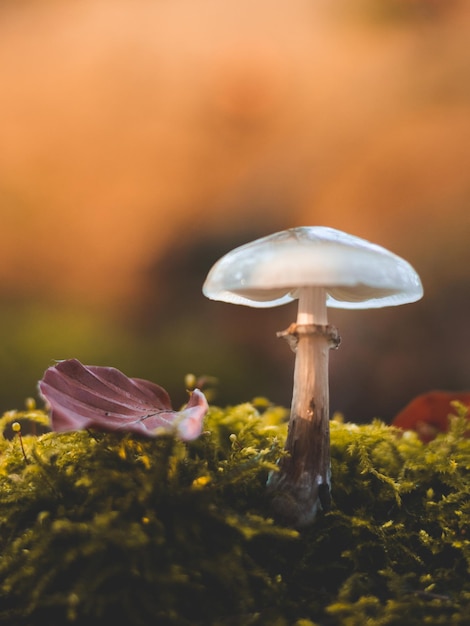 close-up of mushroom growing on field