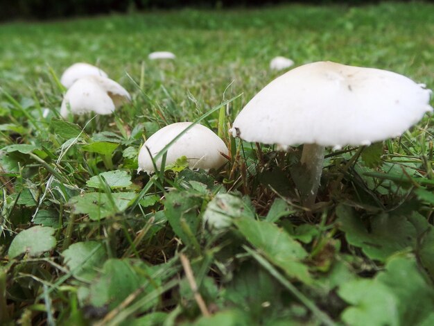 Close-up of mushroom growing on field