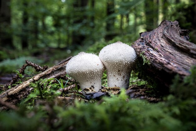 Close-up of mushroom growing on field