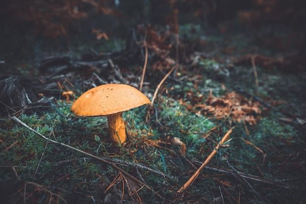 close-up of mushroom growing on field