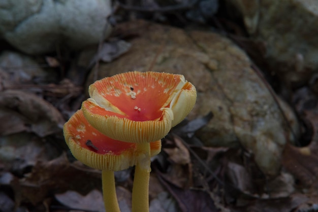 Close-up of mushroom growing on field