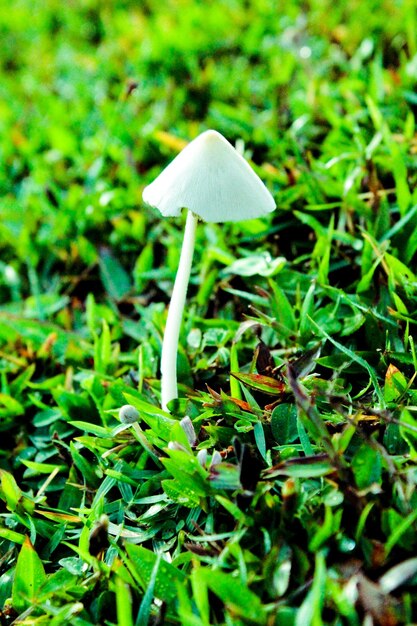 Close-up of mushroom growing on field