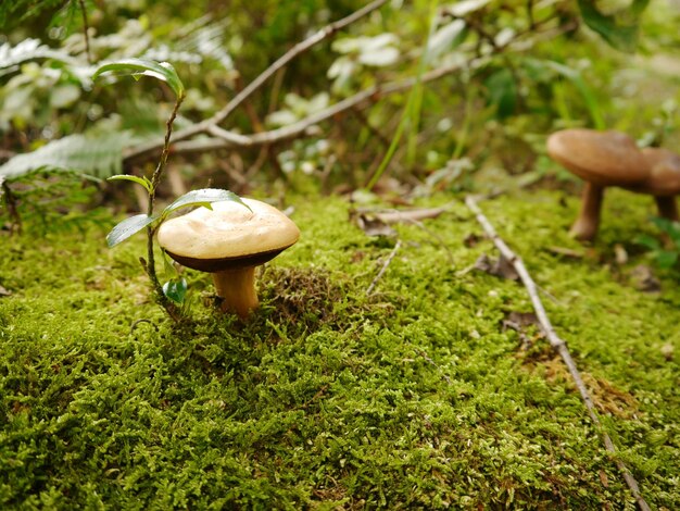 Close-up of mushroom growing on field