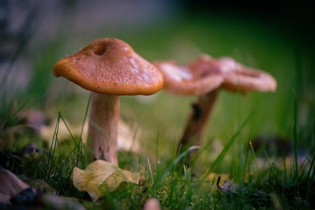 Close-up of mushroom growing on field