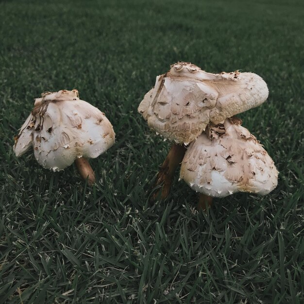 Photo close-up of mushroom growing on field