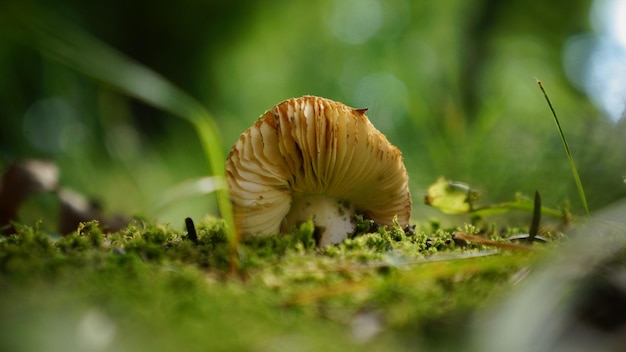 Close-up of mushroom growing on field