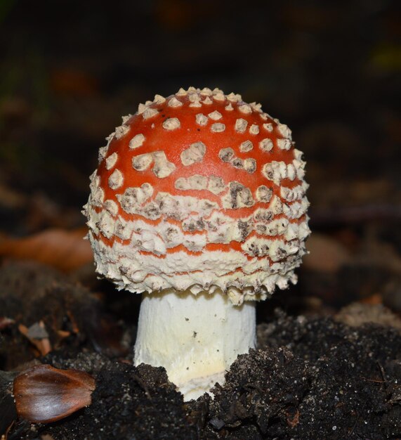 Foto close-up di un fungo che cresce sul campo