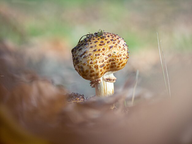 Photo close-up of mushroom growing on field