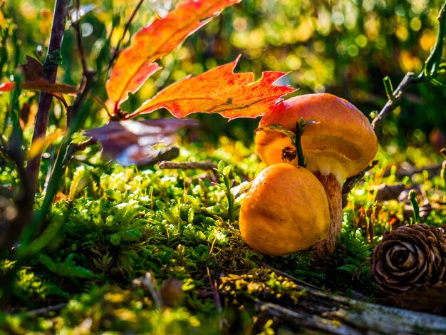 Photo close-up of mushroom growing on field