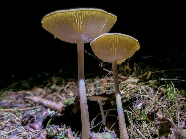 Photo close-up of mushroom growing on field