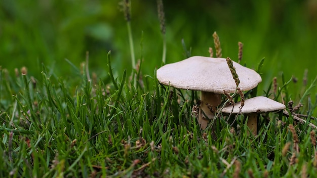 Close-up of mushroom growing on field