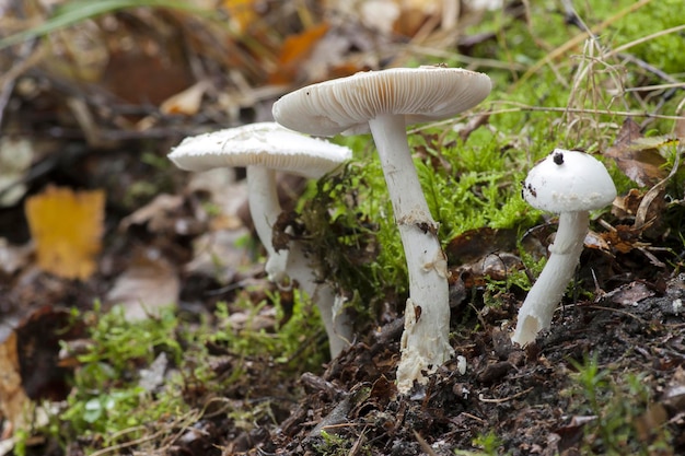 Foto close-up di un fungo che cresce sul campo