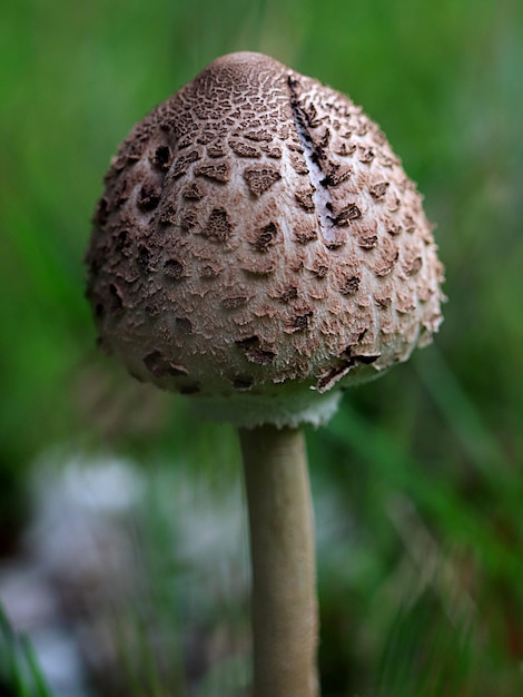 Foto close-up di un fungo che cresce sul campo