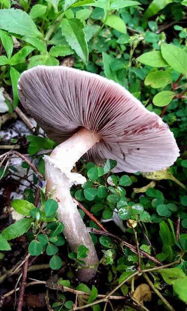 Photo close-up of mushroom growing on field