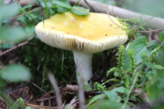 Photo close-up of mushroom growing on field