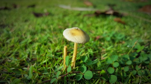 Close-up of mushroom growing on field