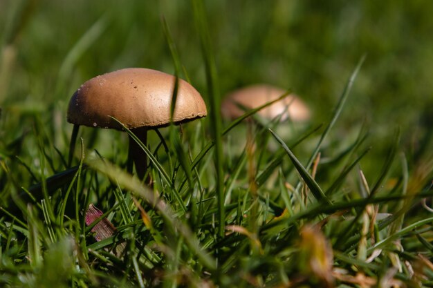 Photo close-up of mushroom growing on field