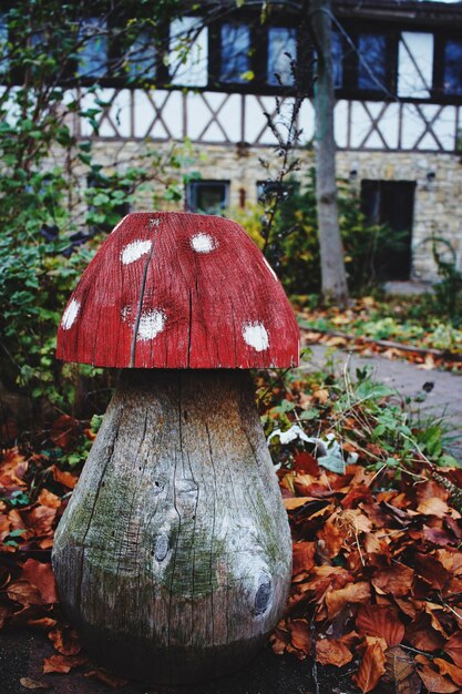 close-up of mushroom growing on field